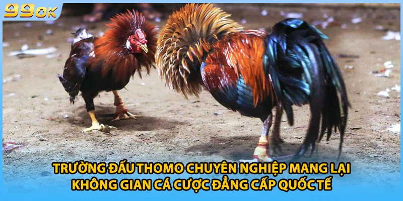 Trường đấu Thomo chuyên nghiệp mang lại không gian cá cược đẳng cấp quốc tế